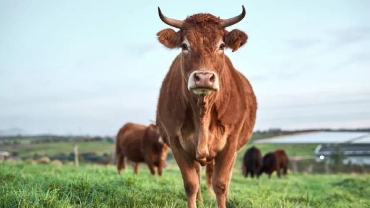 animales que empiezan por v vaca