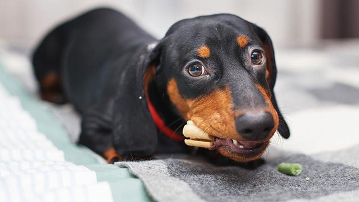 teckel muerde juguete