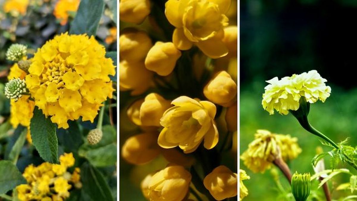 flores amarillas lantana sellowiana mahonia charity tagetes patula