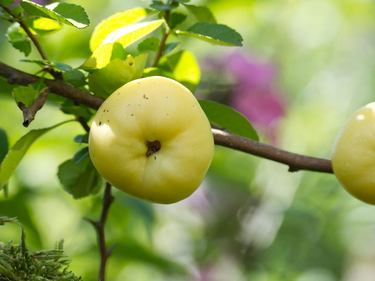 Fruto del Chaenomeles japonica o membrillero del Japón.