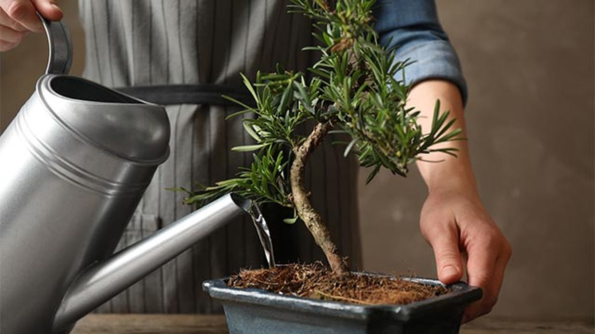cuando se debe regar un bonsai