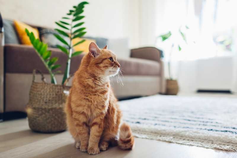 Gato naranja junto a una planta en un salón.