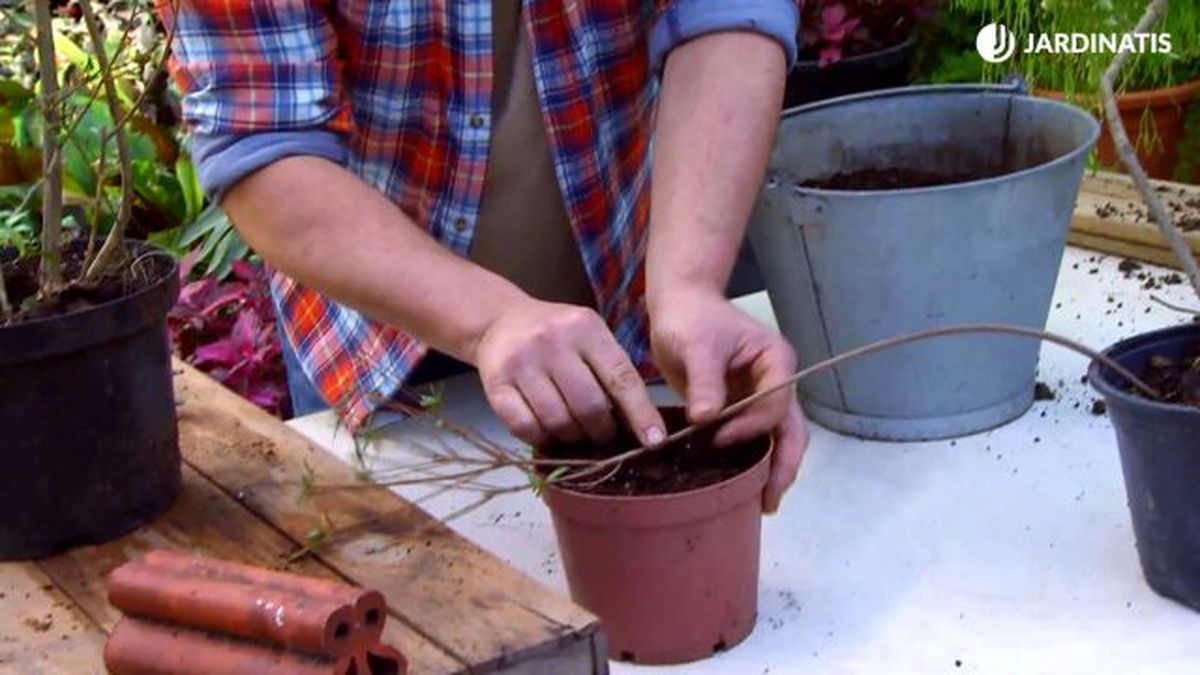 decogarden 0647 acodo tecnica reproduccion acodo azalea