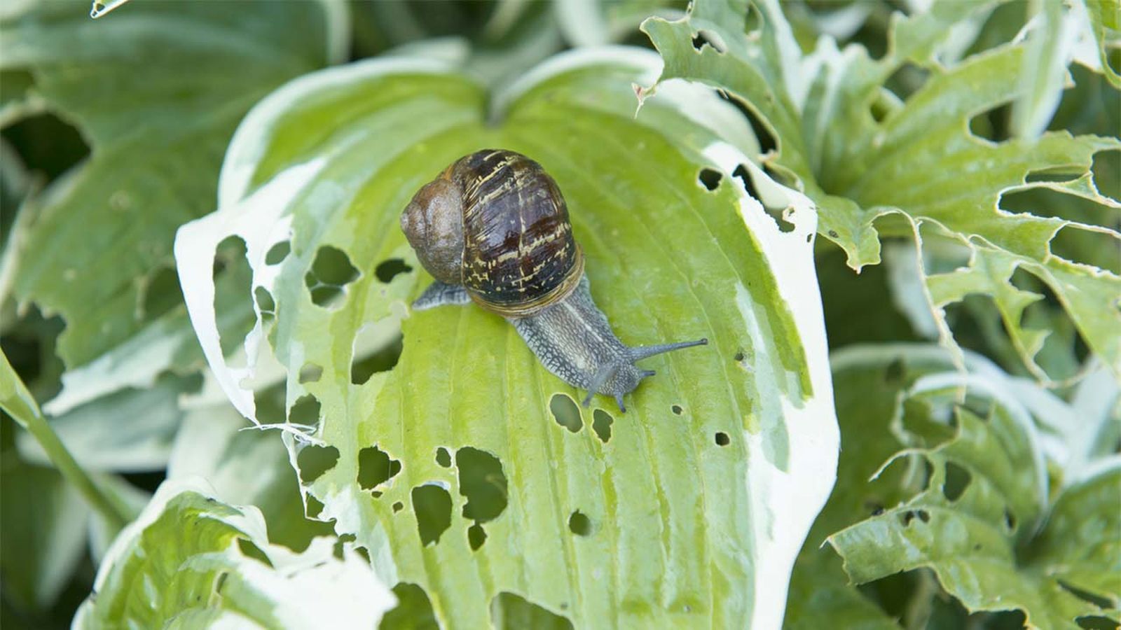 El ataque caracoles y babosas puedes convertirse en un problema