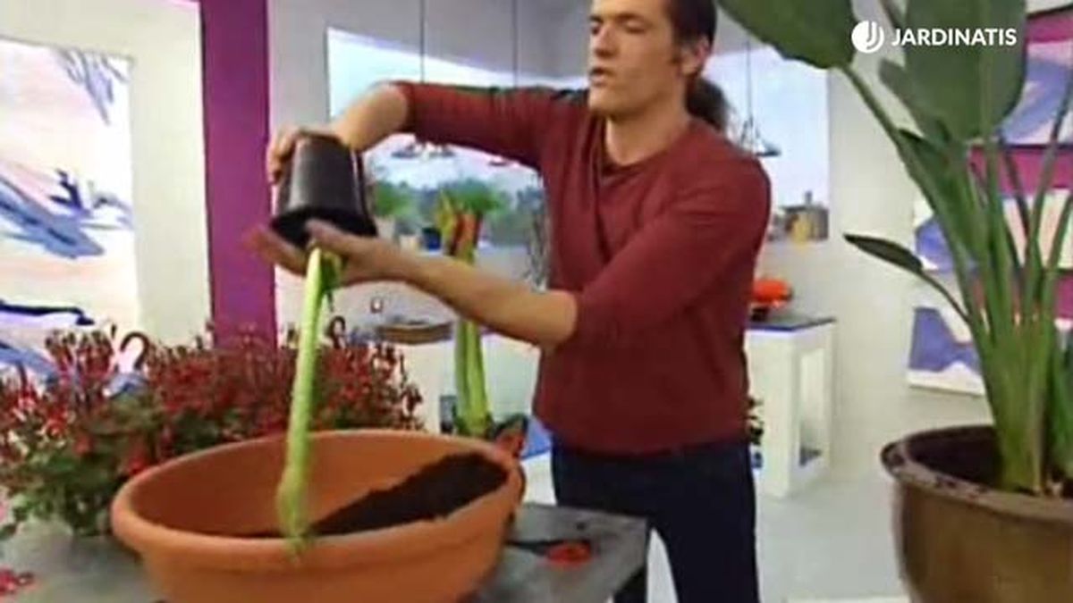 composicion con ave del paraiso paso 3 deco 081