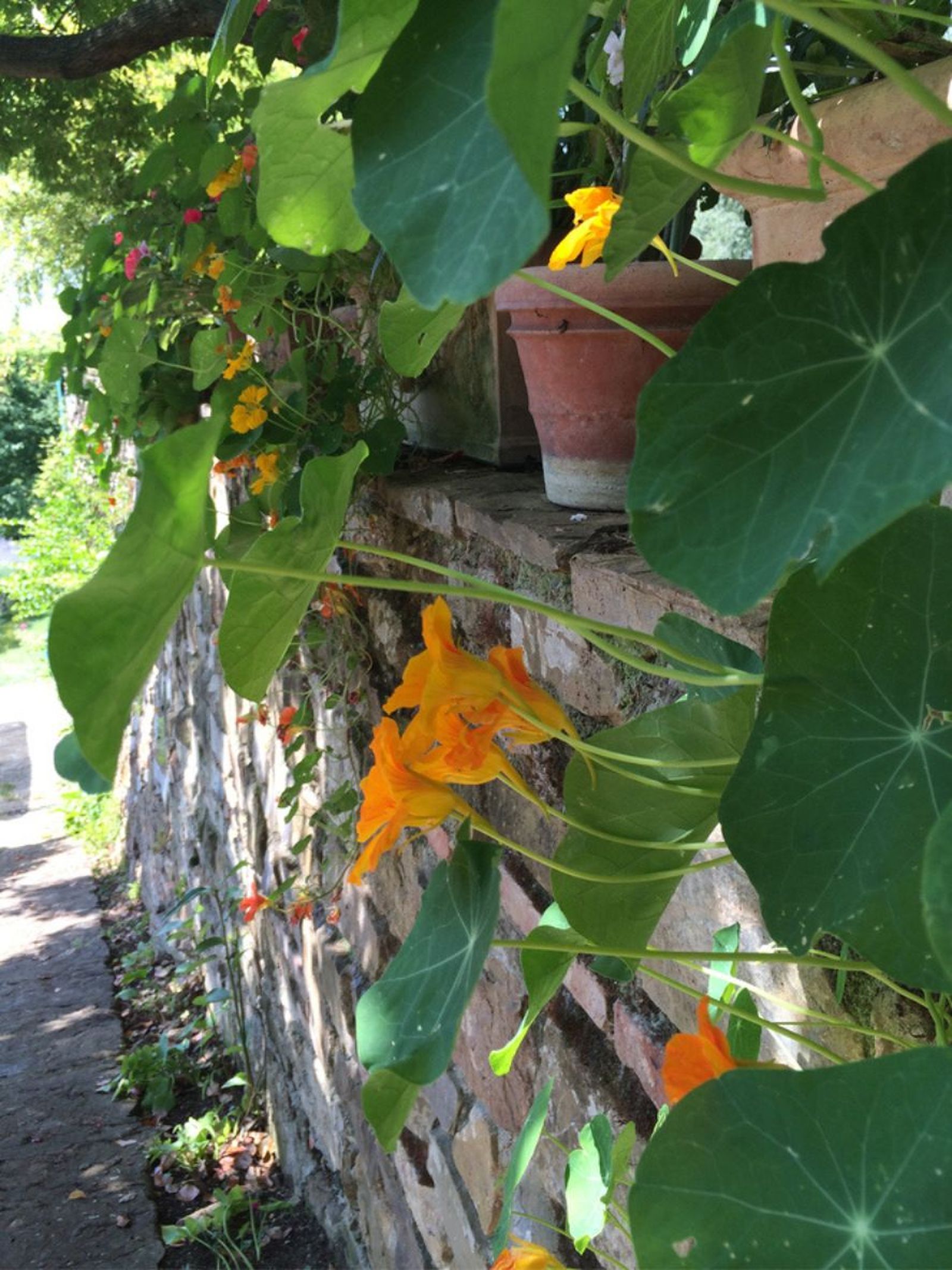 planta capuchina tropaeolum majus en pared