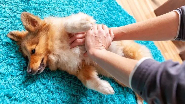 epilepsia en perros 2