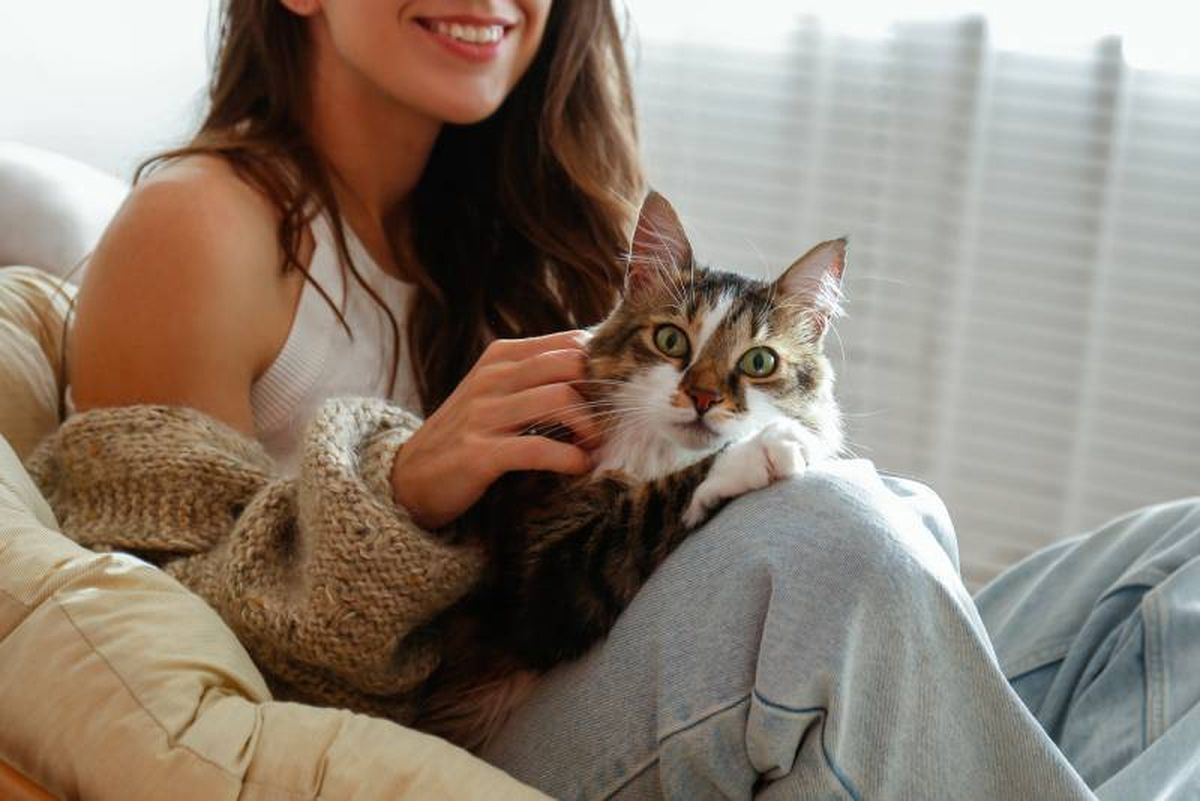 Los felinos consideran a los humanos como un ser igual, no superior