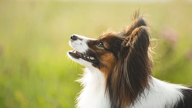 papillon en el campo