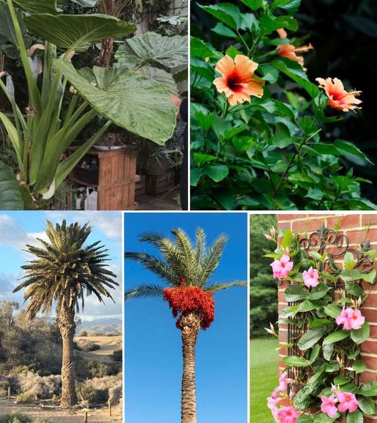 plantas tropicales de exterior 1