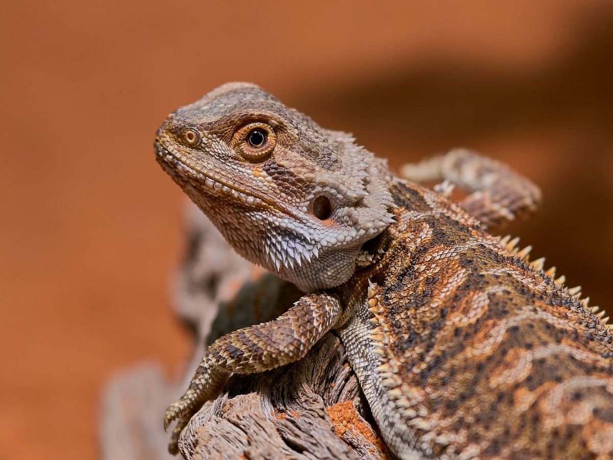 Destaca por su carácter tranquilo, fácil mantenimiento y apariencia exótica.
