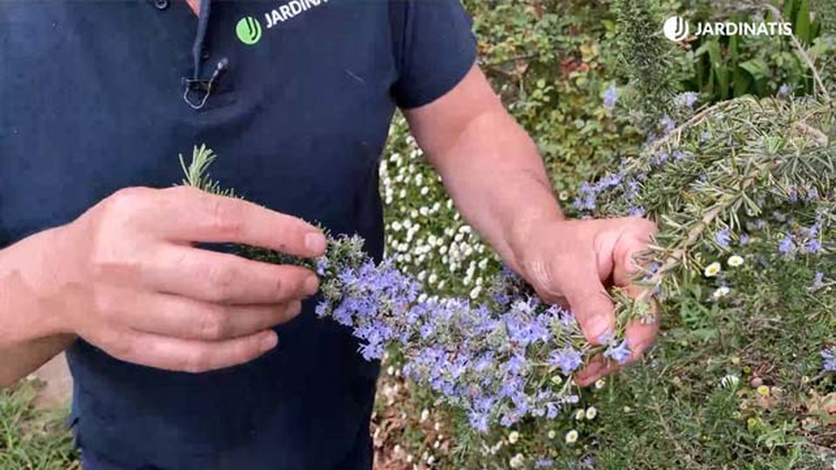 flores del romero rastrero jardinatis 9 22