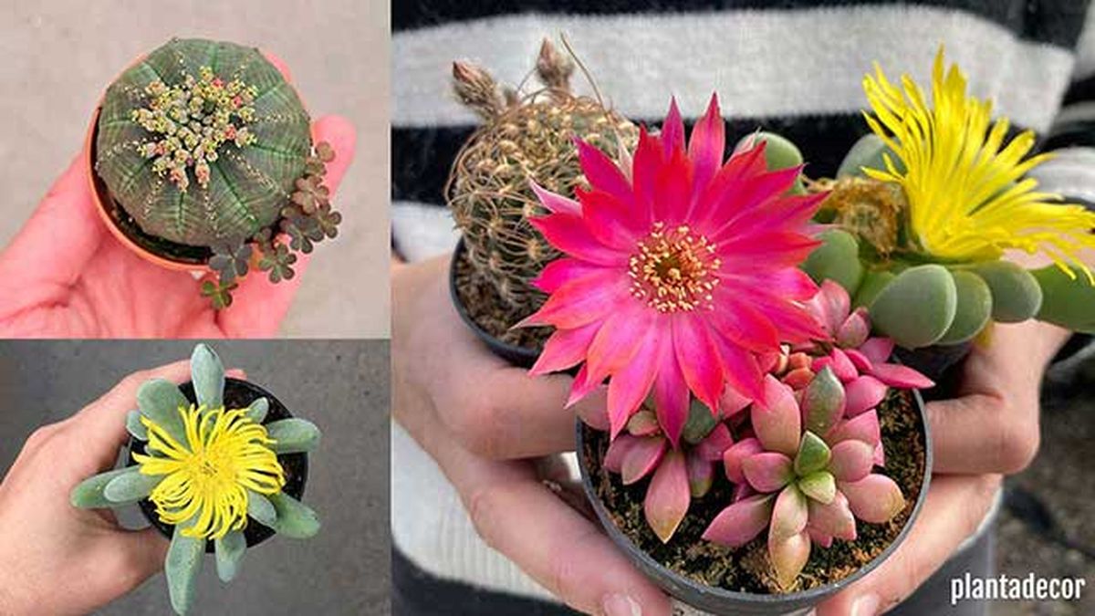 plantas jovenes de exterior plantadecor