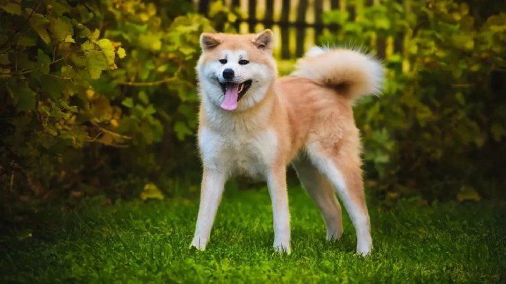 perros japoneses akita 1