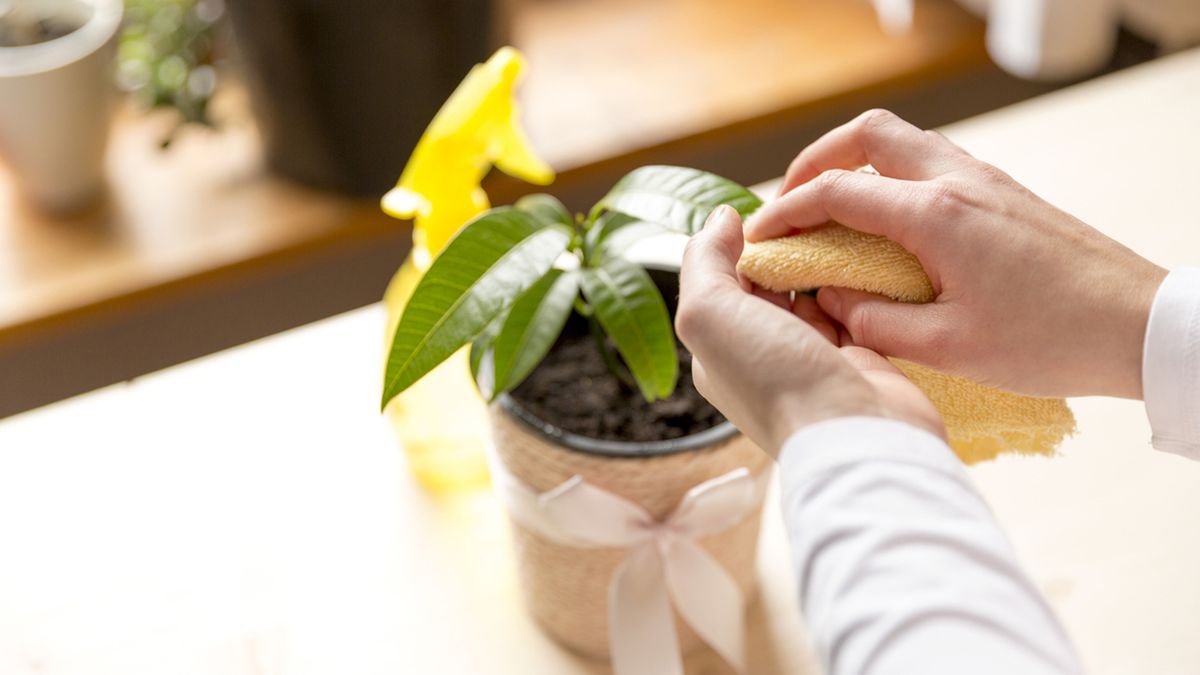 limpiar planta interior