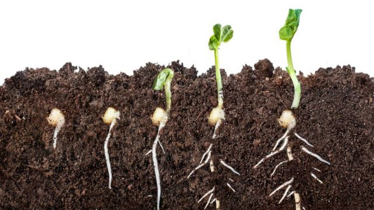 Proceso de germinación de una semilla
