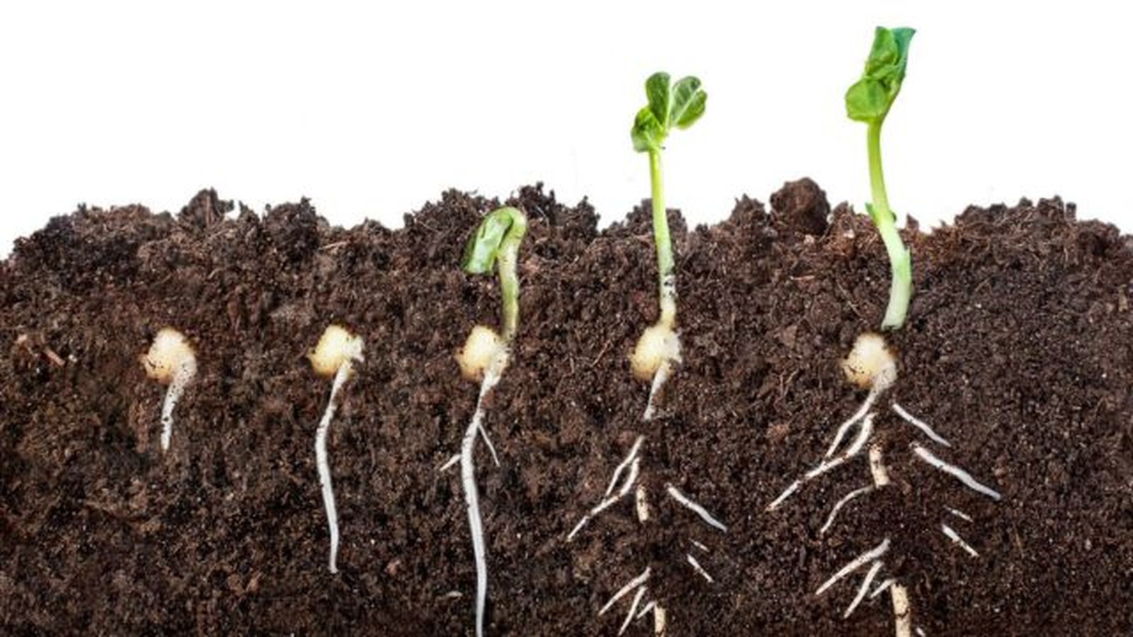 Proceso de germinación de una semilla