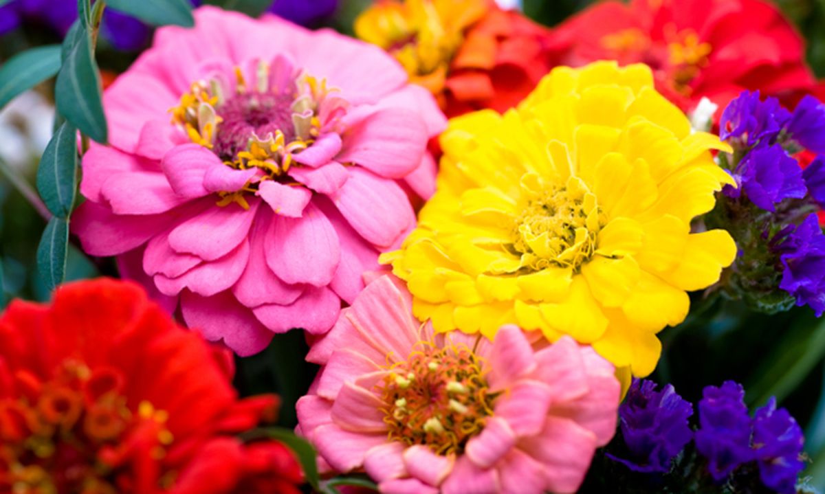 ROJA010_Zinnia o flor de papel