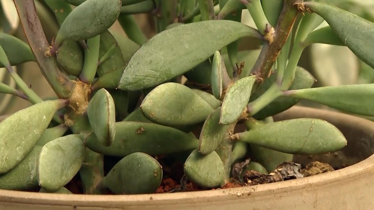 deco711 jardineria plantas hojas grises azules senecio variedades 4jpg