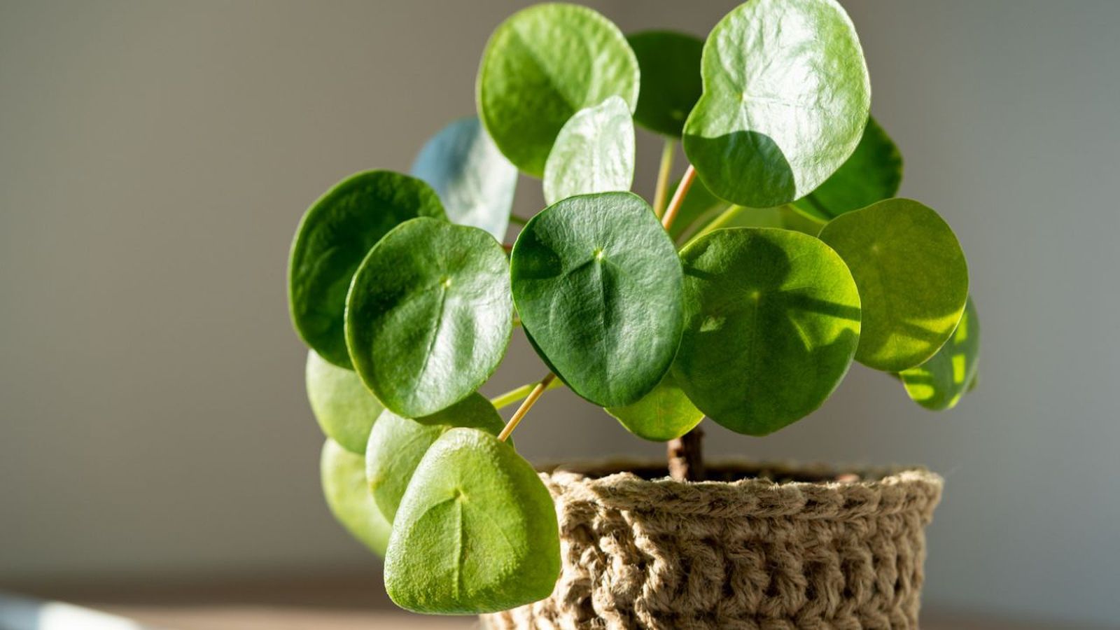 plantas del dinero segun el feng shui