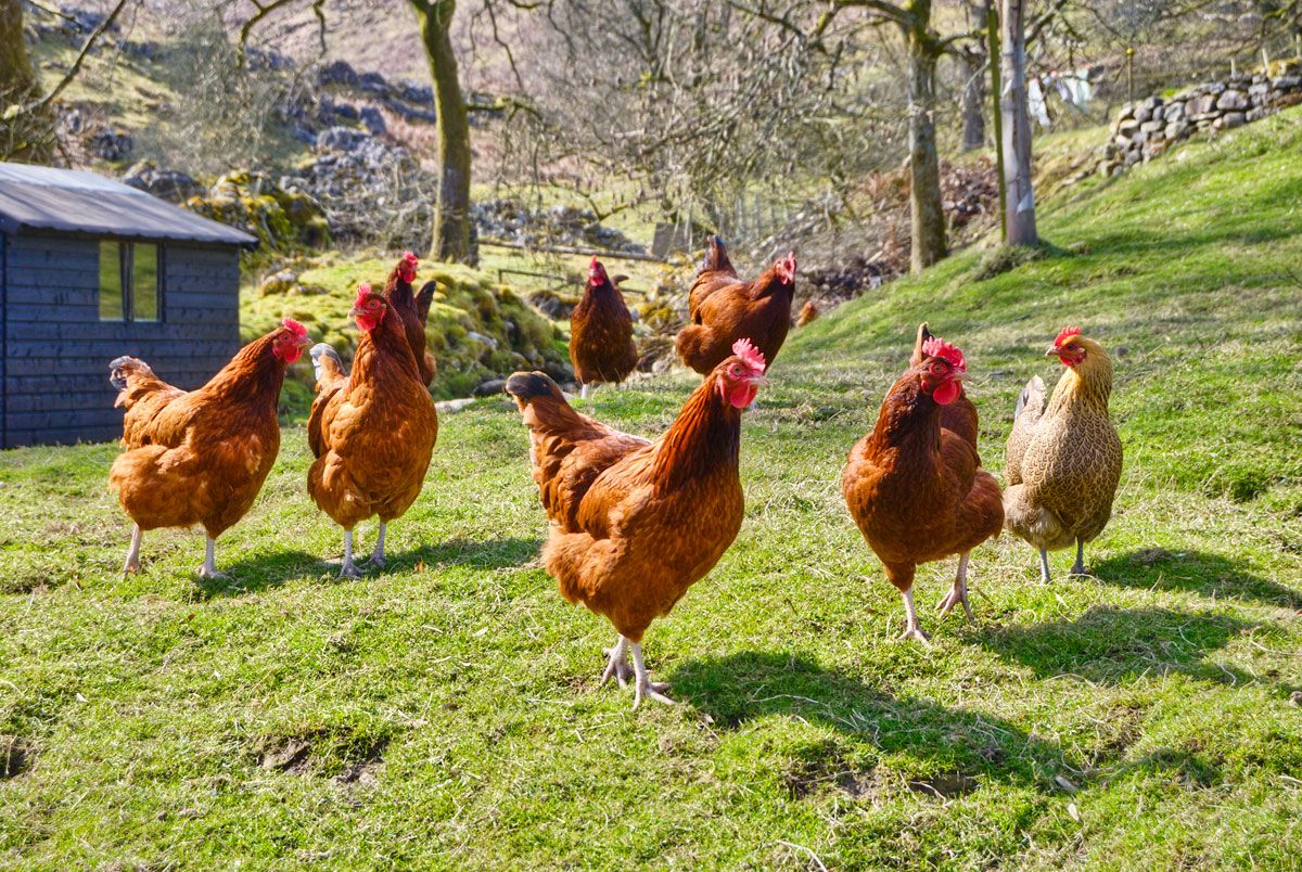gallinas ponedoras ecologicas xl
