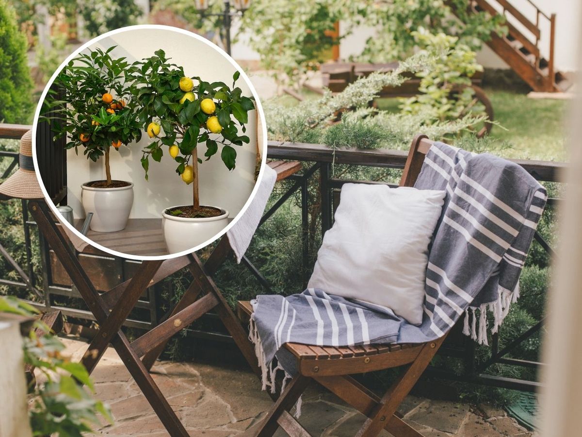 Frutales mini de Ikea / Foto frutales: Ikea