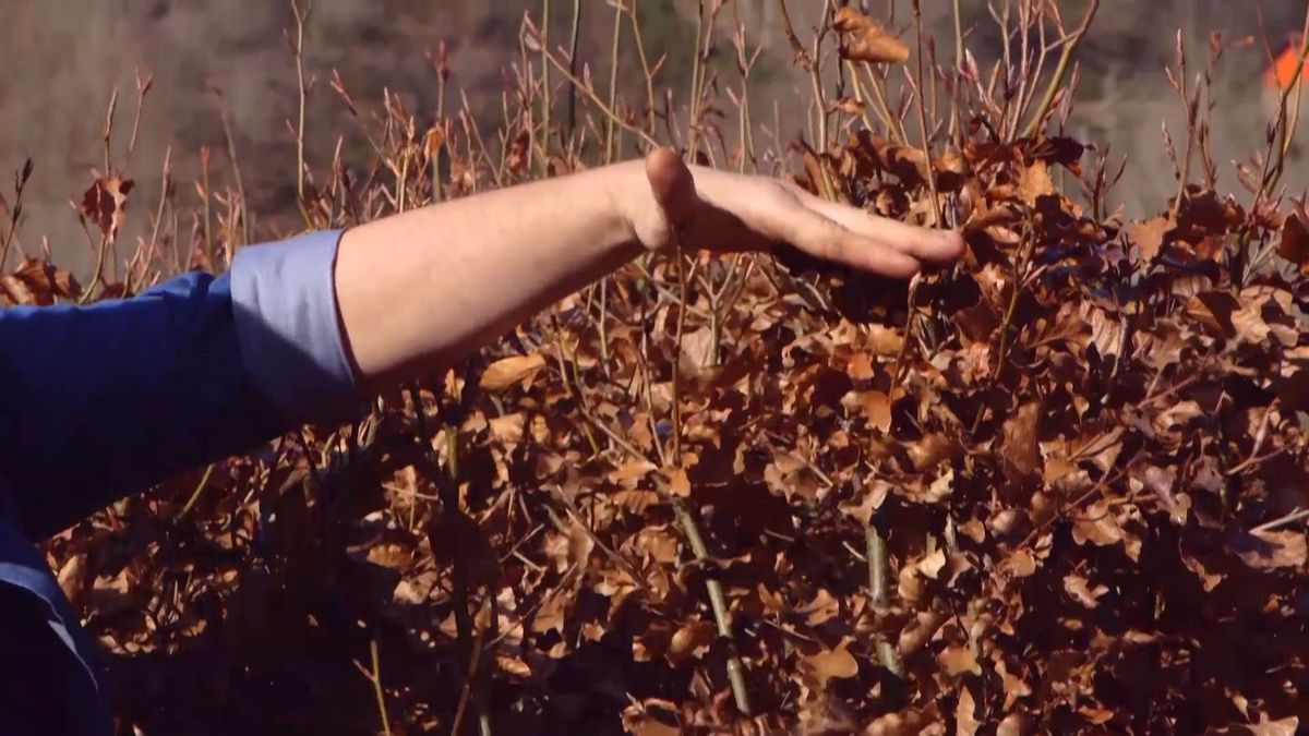 brico 941 3 marcescencia detalle