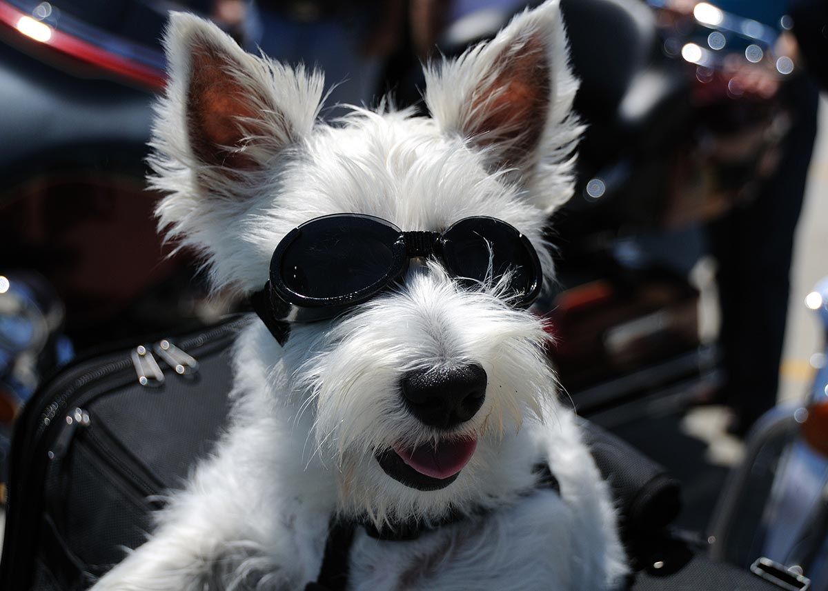 mascotas viajar perros moto5