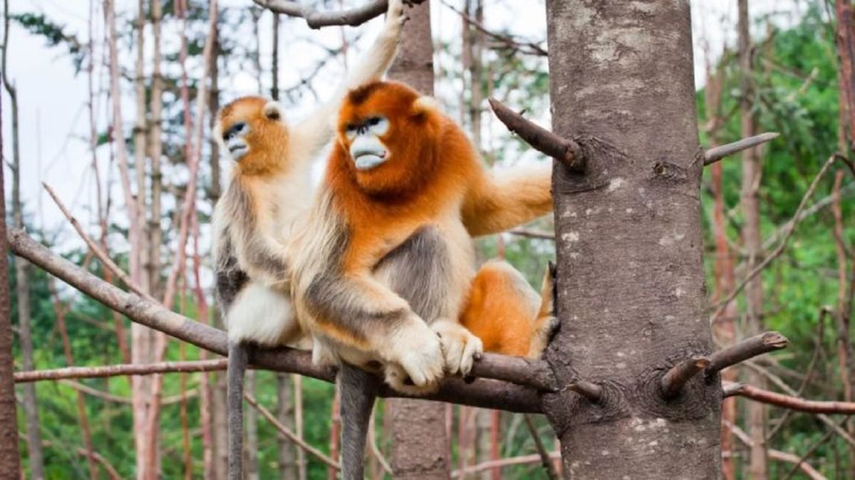 animales mas raros del mundo mono chato