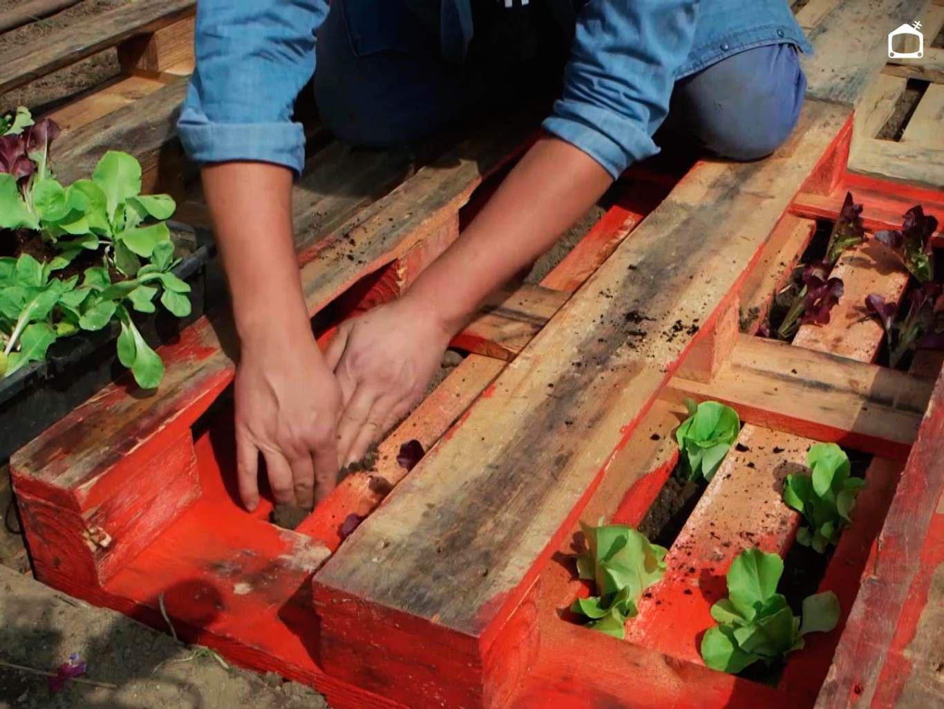 Plantar las lechugas en los huecos del palet.