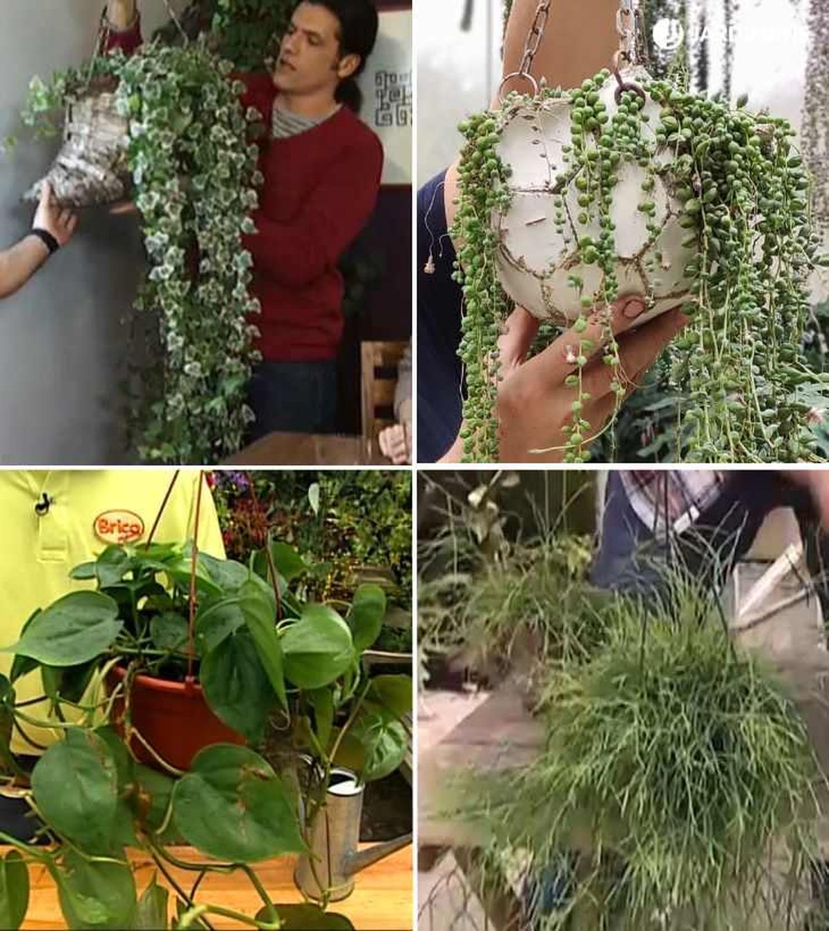 De arriba a abajo: Hedera helix, Senecio rowleyanus, Philodendron scandens y Rhipsalis baccifera