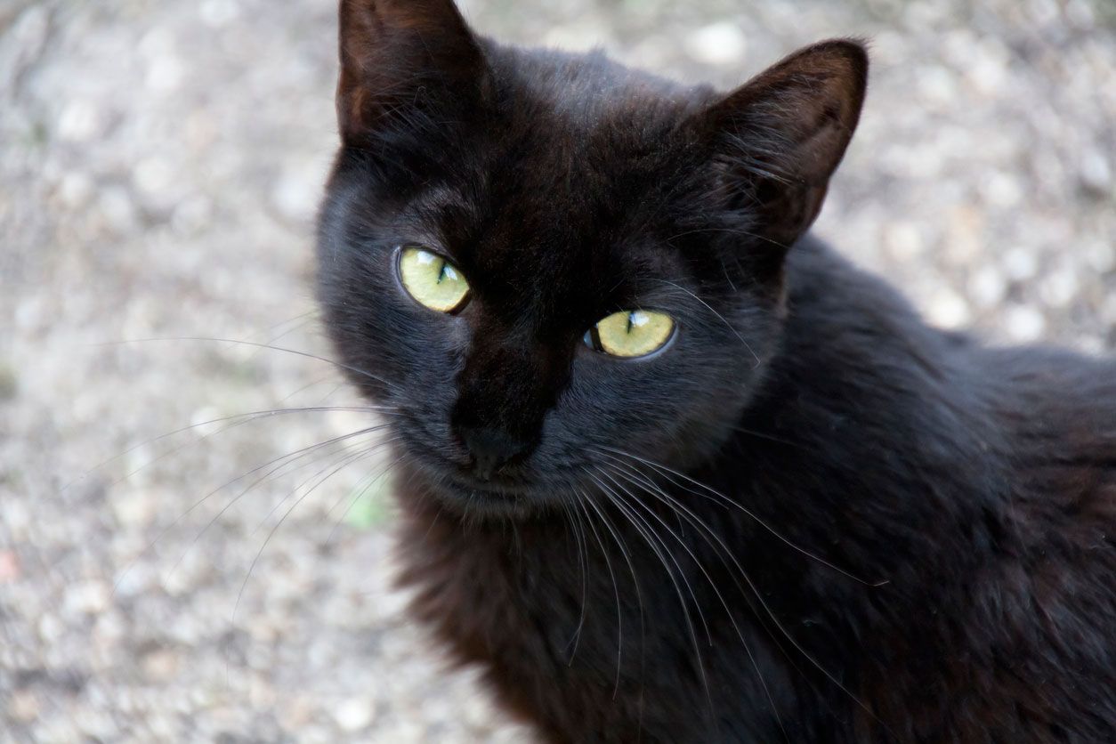 gato negro animal elegante
