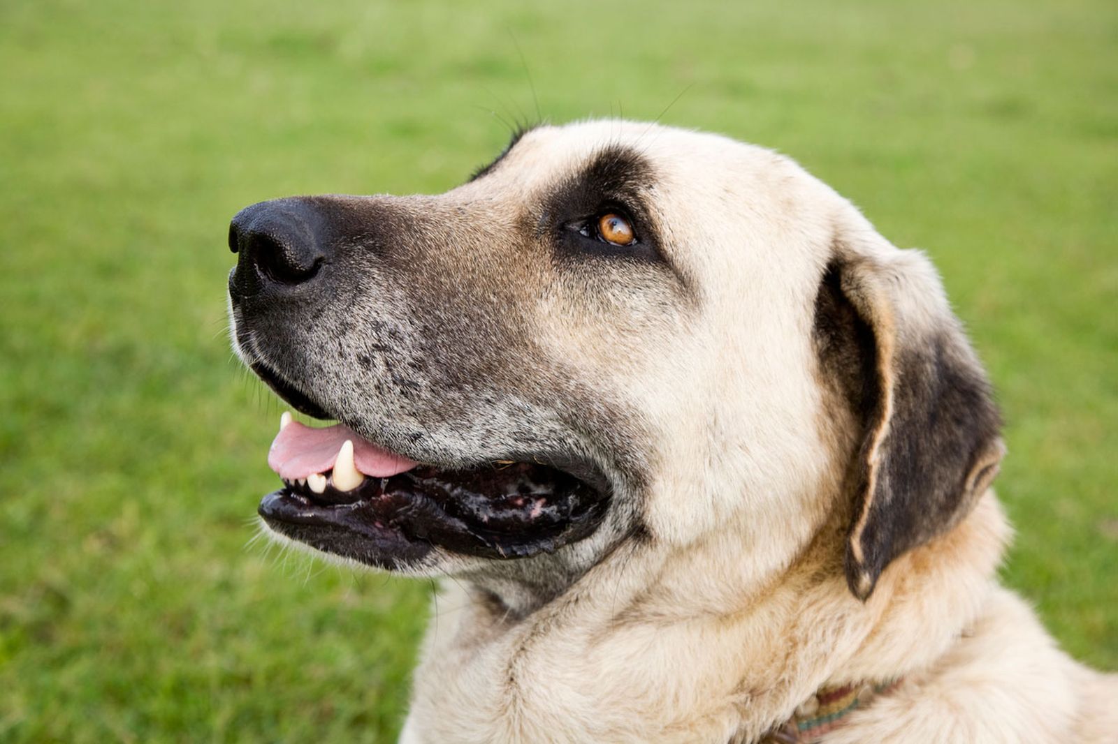 kangal turco perro gigante