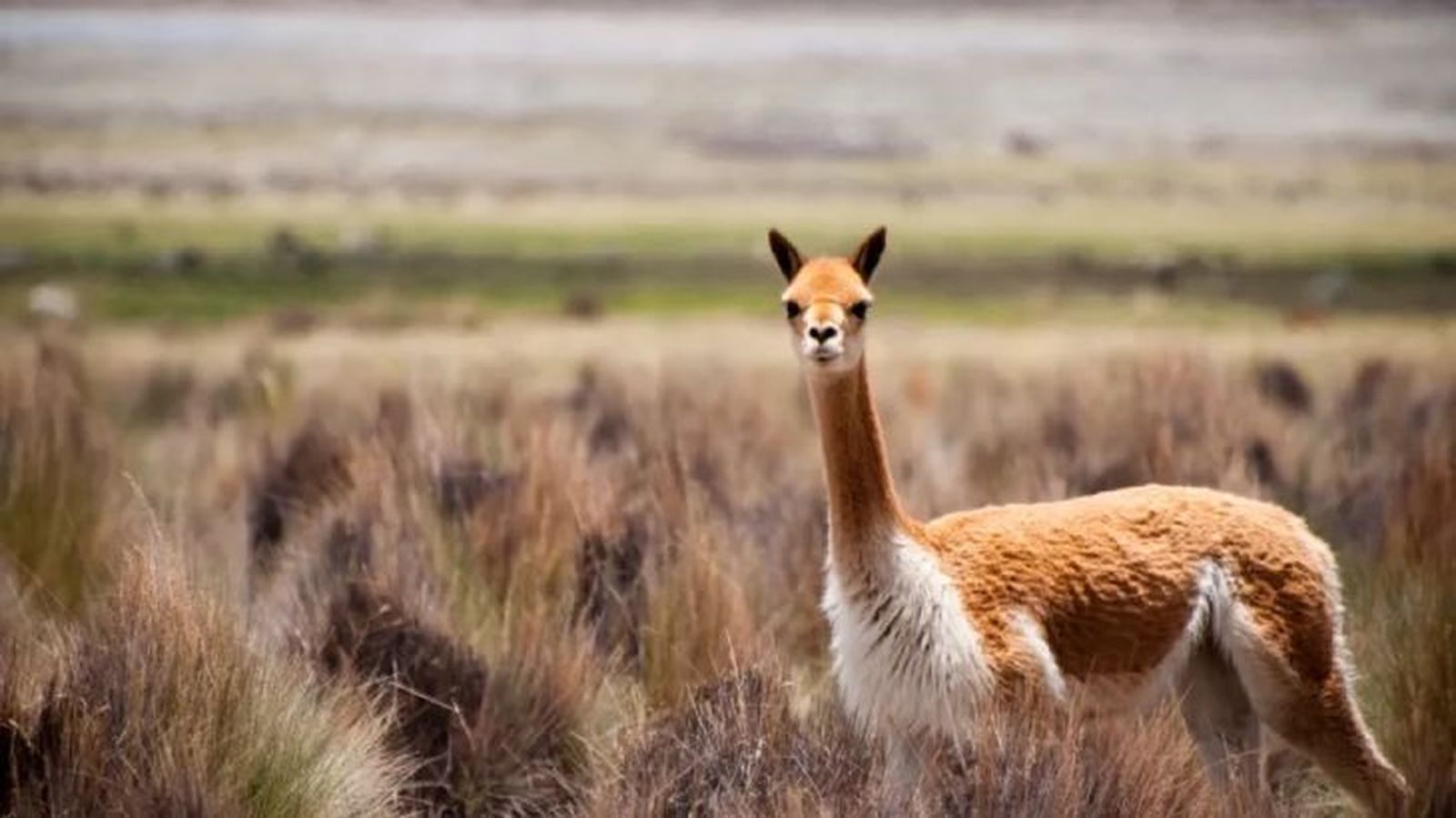 animales que empiezan por v vicuna