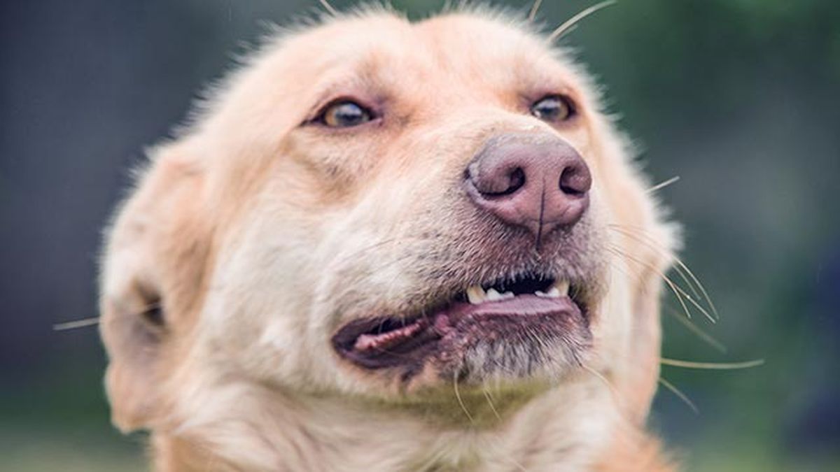 problemas comportamiento perros inseguro defensiva