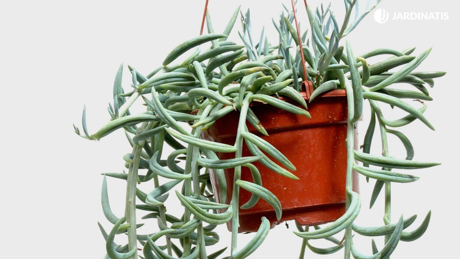 senecio radicans suculenta colgante facil de cuidar