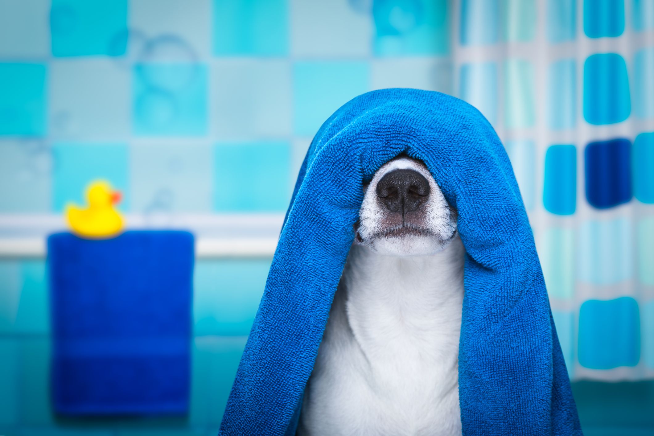 perro=bano