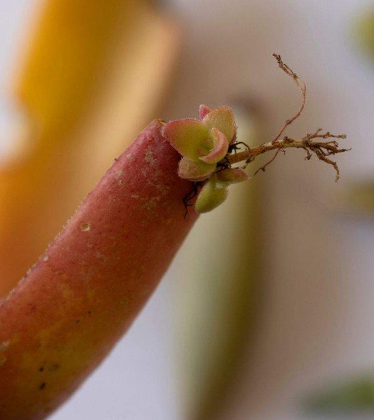 crassula capitella campfire reproduccion esqueje hoja
