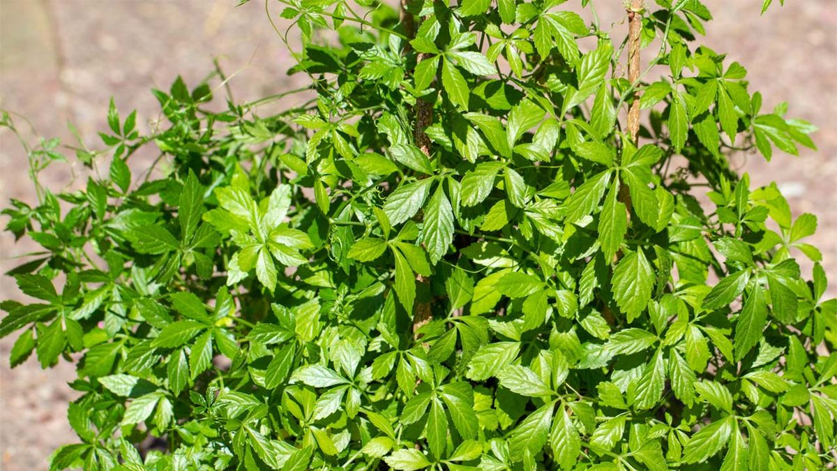 Gynostemma pentaphyllum