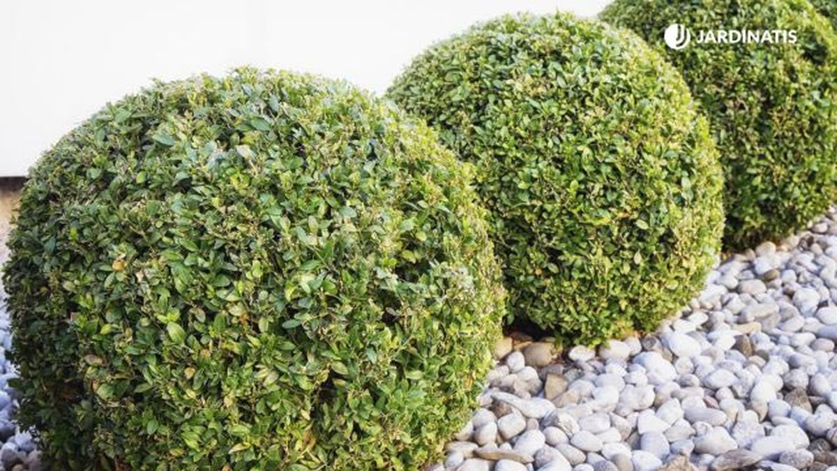 aligustre arbusto para arte topiario