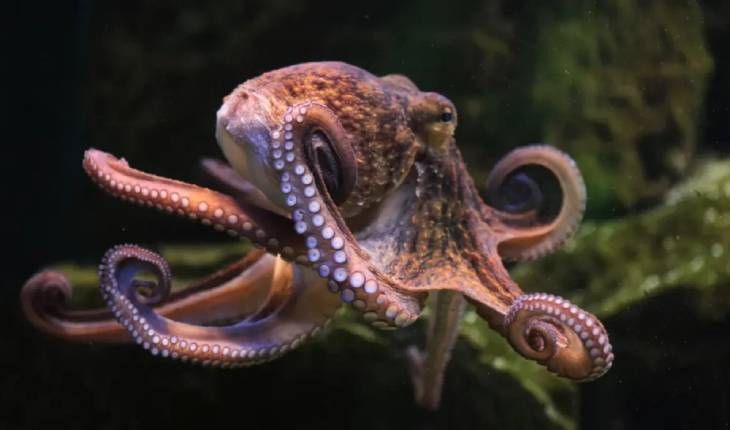 animales que empiezan por p pulpo