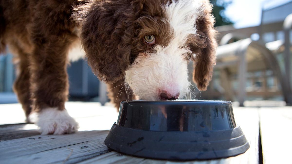 comedero elegir perro portada