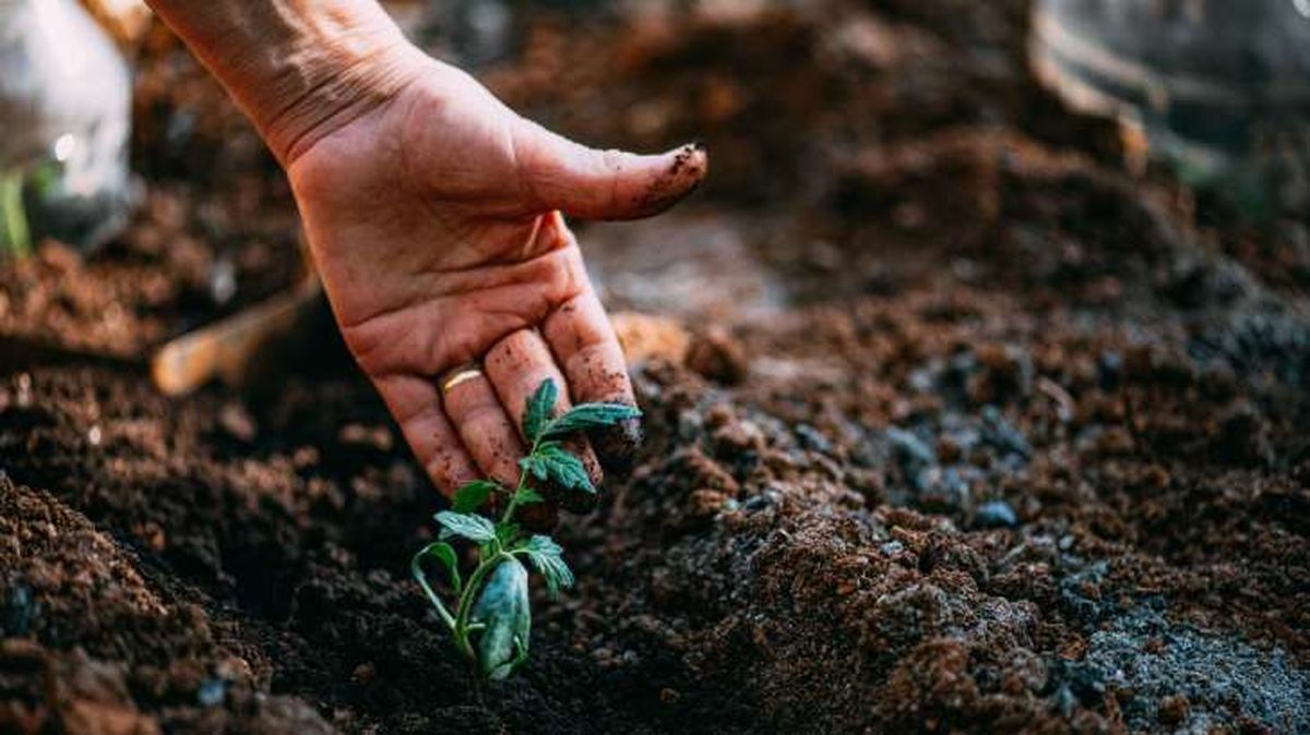 acidos humicos en el suelo