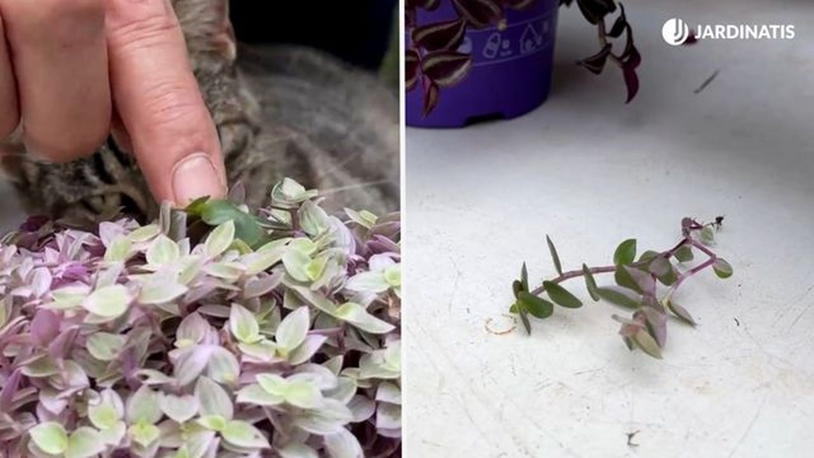 quitar rama con hojas verdes de planta variegada jardinatis 23 38