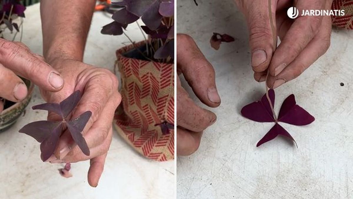 planta oxalis triangularis hojas forma mariposa