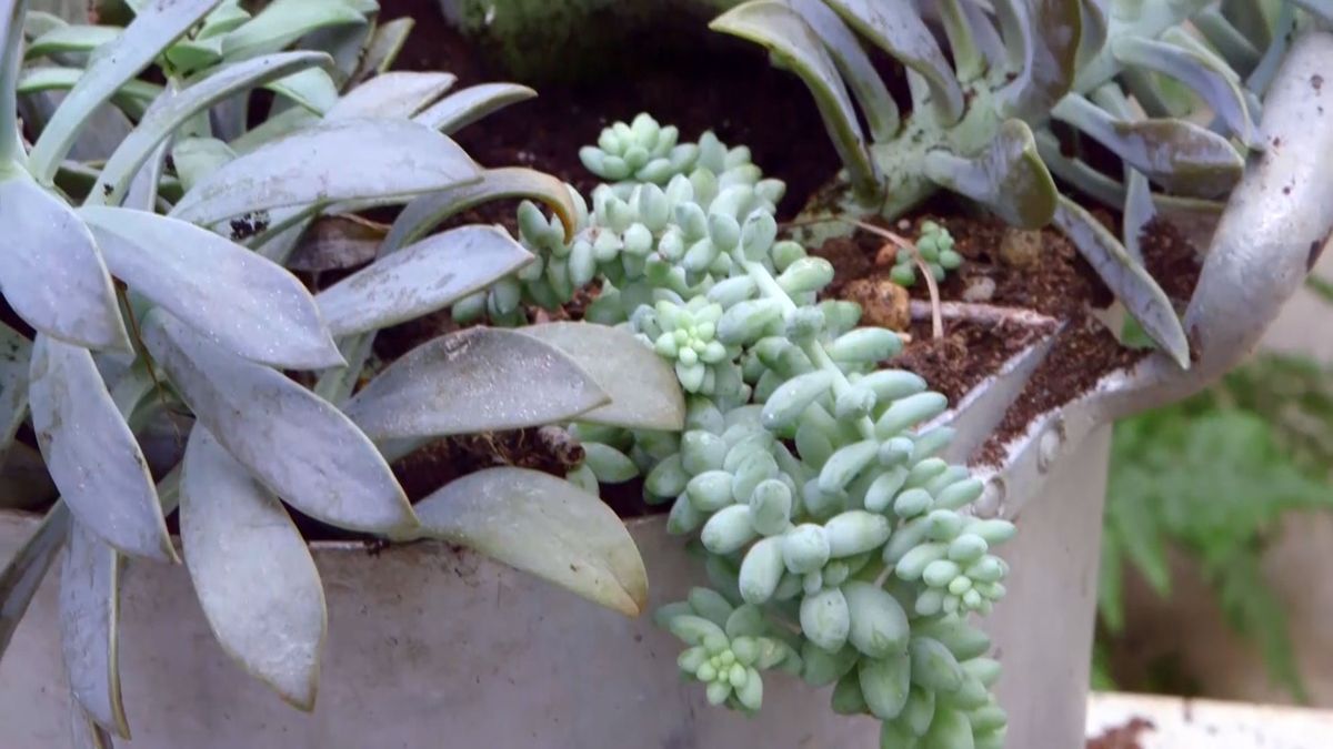 brico 933 3 kalanchoe beharensis detalle composicion