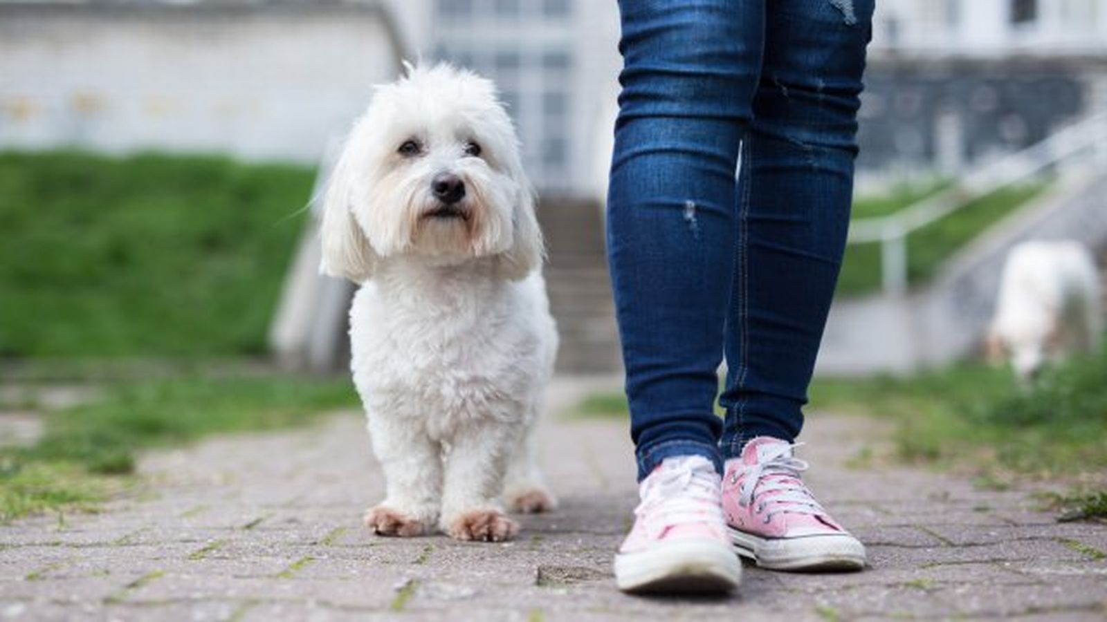 coton de tulear 11