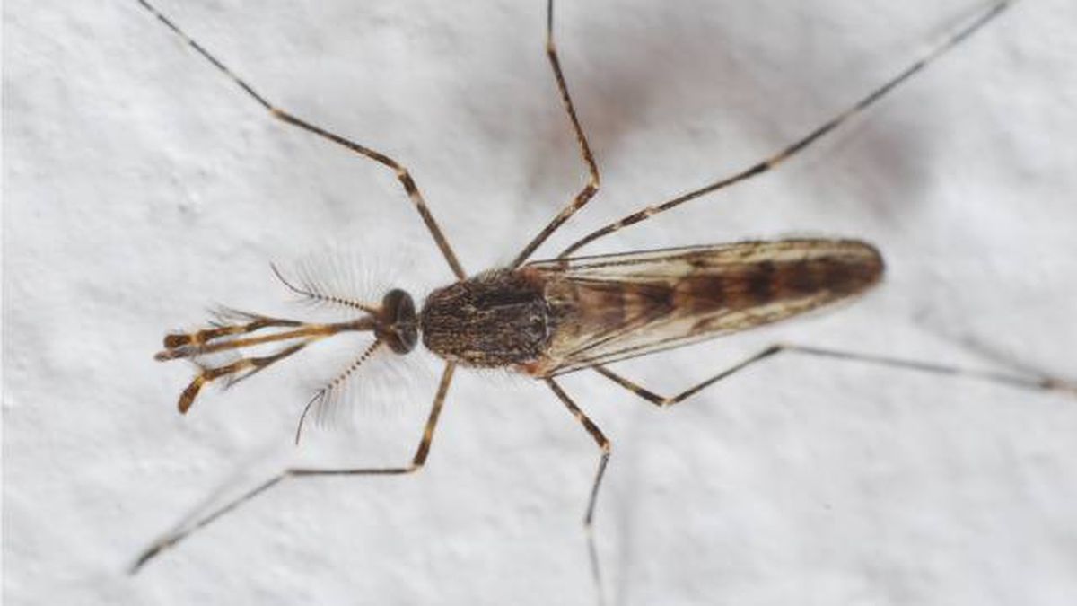 mosquito de Corea Aedes koreicus