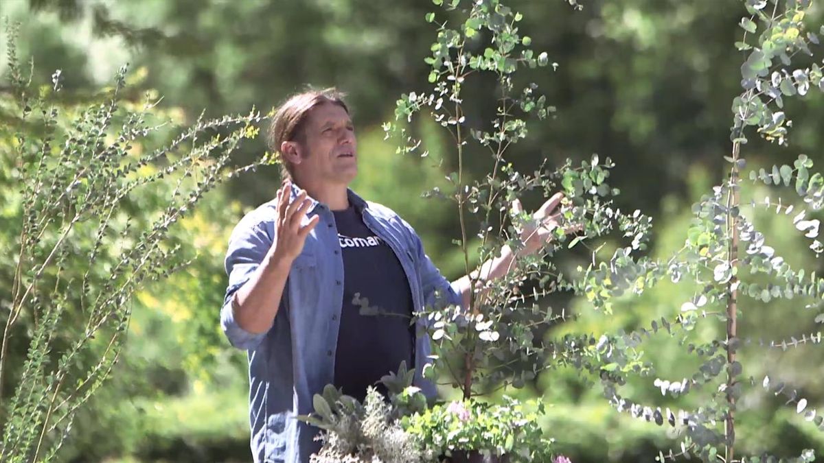 966 Eucalyptus gunnii crecimiento