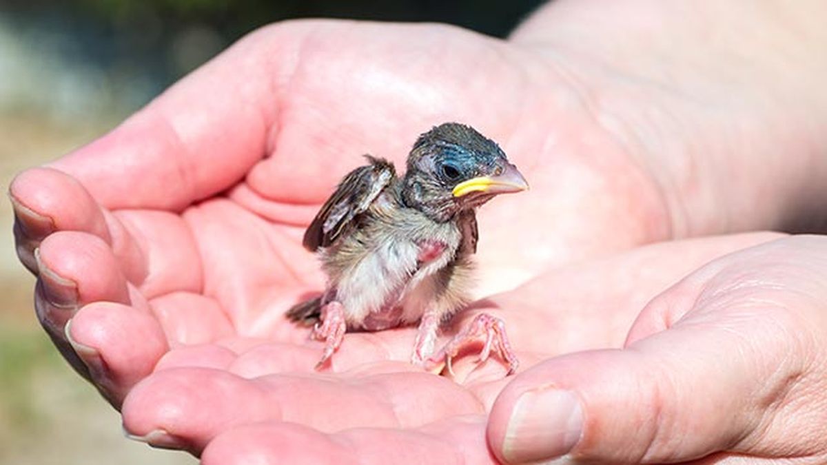 que hacer si encuentras polluelo huerfano 1